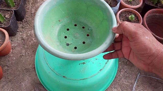 Mammillaria spinosissima Un Pico Clump Cactus Propagation | Grow Cactus from Bulb, Pubs or Cutting смотреть онлайн