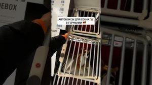 Немецкие Боксы для перевозки собак в авто 🚗📦🇩🇪