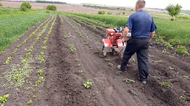 рыхление междурядий картошки [часть 2] смотреть онлайн