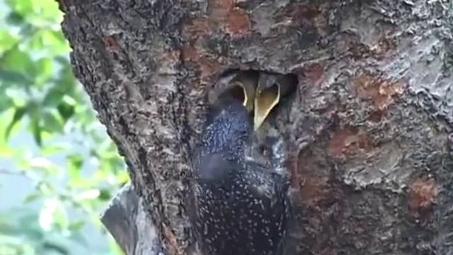 Как скворцы кормят своих малышей В замедленном виде ? смотреть онлайн