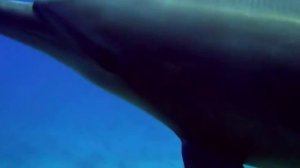 дельфины афалины