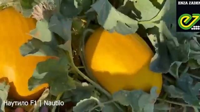 Обзор дыни Наутило в дождливом 2022 году Волгоград. смотреть онлайн