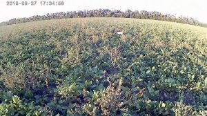 Первый выход на охоту  Эпаньоль Бретона