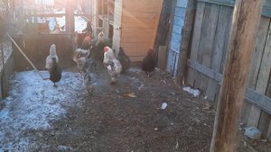 Содержание домашней птицы(курей,гусей) зимой в тепле и без запаха