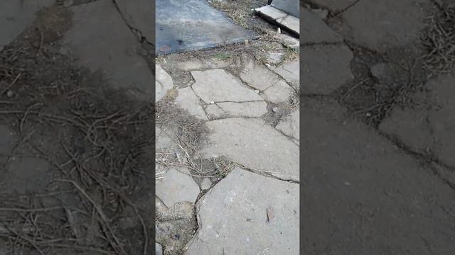 Небольшой секрет про кольца для голубей смотреть онлайн