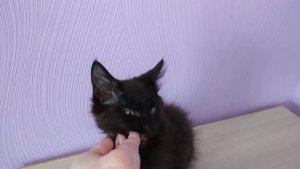 Котенку Мейн-кун Черный солид 10 недель!