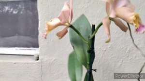 Two New Orchids & Blooms!