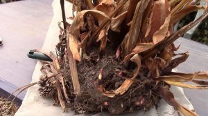 Канны весной.  Готовим корневища для проращивания.