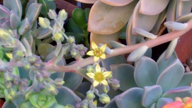 couple of my succulants are blooming смотреть онлайн