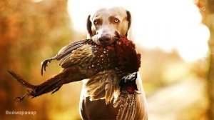 Веймаранер охотничья собака