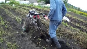 Копка картофеля мотоблоком на жигулевских колесах с цепями. Мотоблок Угра.