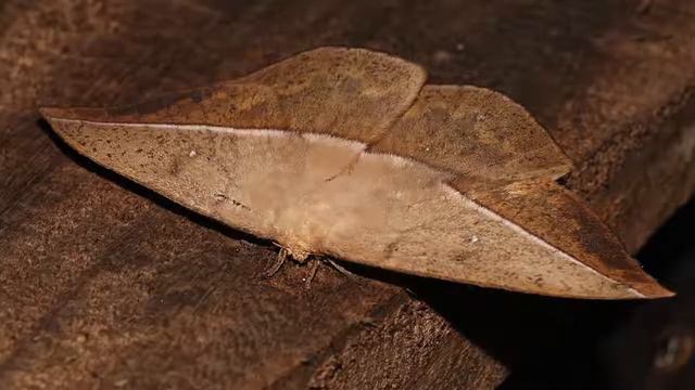 ЕСЛИ ТЫ ВИДИШЬ ЭТО, ТО УБЕГАЙ И ПРОСИ О ПОМОЩИ! смотреть онлайн