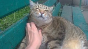 Толстый кот сидит на лавочке и разговаривает с девушкой