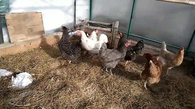 стресс для кур-несушек, чем опасен смотреть онлайн