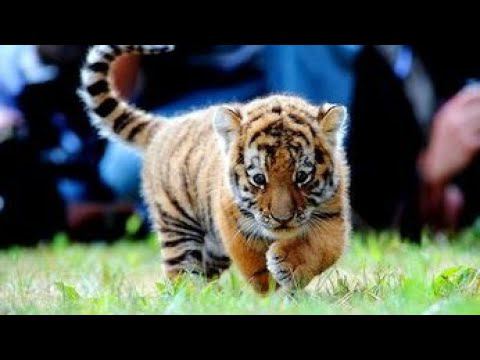 СП Символ года 2022/1. Тигренок спицами, Тигрушка. Игрушка спицами. Тигр из Alize baby softy