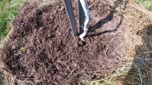 Почему саженцы Грецкого ореха плохо стартуют в рост. Why walnut seedlings start poorly in growth.