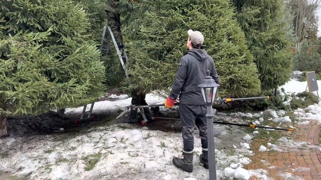 Формирующая стрижка ели обыкновенной смотреть онлайн