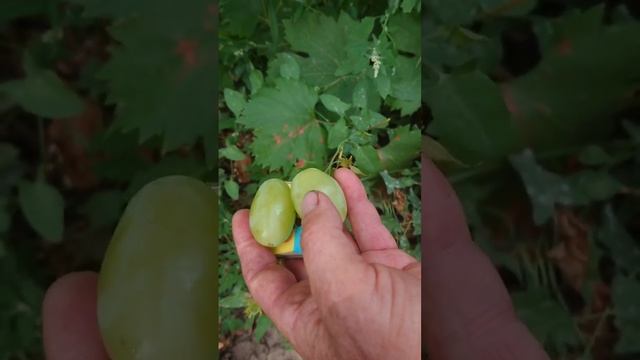 Василиса Прекрасная - виноград селекции Калугина Виктора. Теплова Татьяна +380956118435 смотреть онлайн