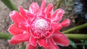 Torch Ginger Plant Care | Etlingera elatior | Exotic Tropical Flower | Nandanam Exotics | By Nirmal