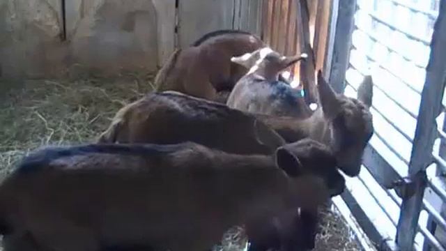 Выращивание козлят в молочный период смотреть онлайн