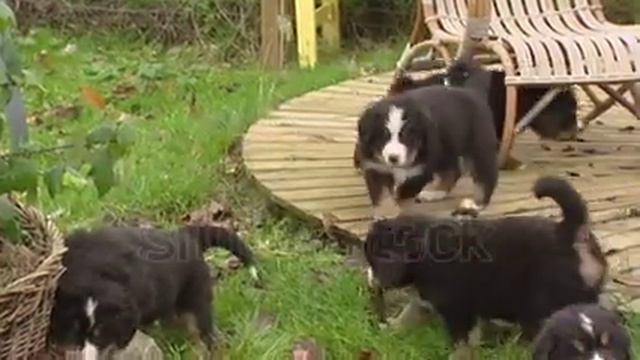 Бернский зенненхунд (5 недель) смотреть онлайн