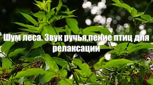 Шум леса. Звук ручья,пение птиц для релаксации