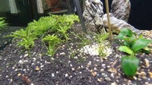 How to plant AQUARIUM PLANTS - Lilaeopsis Brasiliensis
