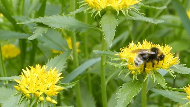 Шмель собирает нектар на цветах золотого корня смотреть онлайн