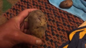 ПОСЛЕ уборки картошки с ФИТОФТОРОЗОМ, что делать? Семенной картофель, ботва картофеля.