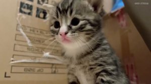 АНЕК ГОТОВИТ ВИШНЕВЫЙ ШТРУДЕЛЬ | ЗАПИСЬ КУКИНГ СТРИМА от 04.11.2022