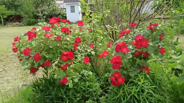 Роза Робуста обзор сорта и отзывы смотреть онлайн