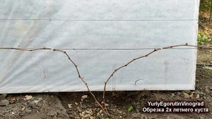 ? Ясно и понятно. Обрезка двухлетнего  куста винограда. Проще пареной репы! Три варианта обрезки.