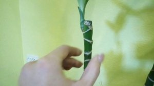 ?Драцена душистая//?Первые результаты после обрезки дерева//? Промежуточные результаты//