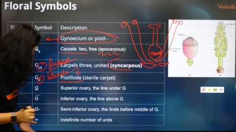 Plant Families | Morphology of Flowering plants | Class 11 Biology | NEET 2020 | Vedantu VBiotonic