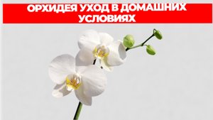 ОРХИДЕЯ УХОД В ДОМАШНИХ УСЛОВИЯХ