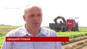 Уборка овощей