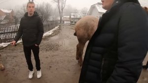 ВЕЛИКИЙ ВИБІР КОНЕЙ НА ПРОДАЖУ/КОНІ ВАГОВОЗИ/horses in Ukraine