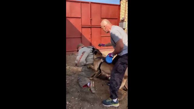 Жесткая работа малинуа Борман(бельгийская овчарка)#Рабочая_собака#дрессировка_собак#Малинуа#K9#knpv