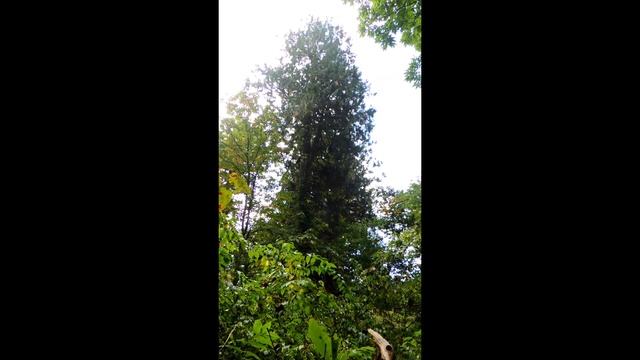 【#KOKONIIRU】余命宣告されていた青森ひば　供養のつもりで行ってみた 「青森ヒバ」　和名：ヒノキアスナロ（Thujopsis dolabrata） смотреть онлайн