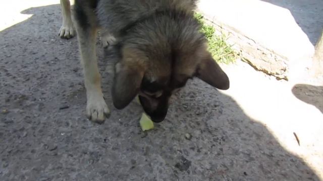 собака скушала дыню за 200 рублей смотреть онлайн