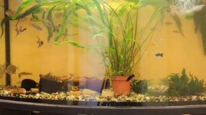 Жемчужные гурами кормление,уход,содержание