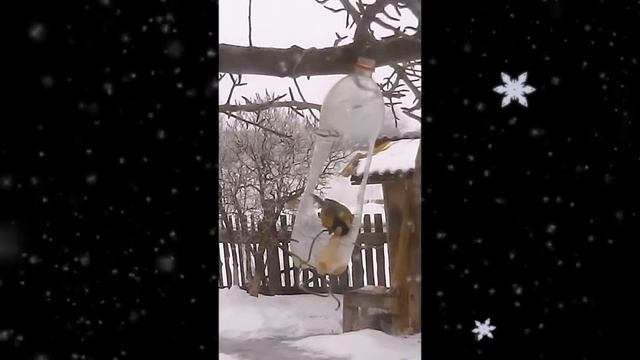 Кормлю синиц зимой смотреть онлайн