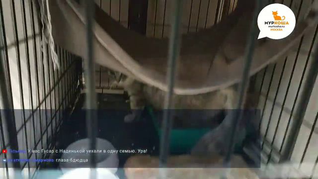 Трансляция из приюта "Муркоша" - комнаты 25, 12, 10 (06.09.2019) смотреть онлайн