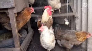 Не большой обзор кур "Кохинхинов+Юрловских"