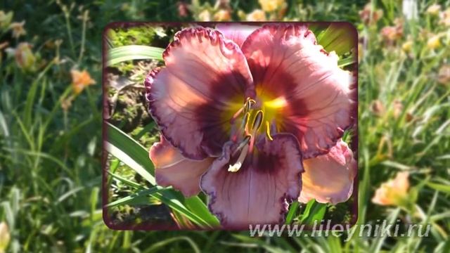 Лилейник Селекция _ 12986 х BORN TO BE WILD №21136 смотреть онлайн