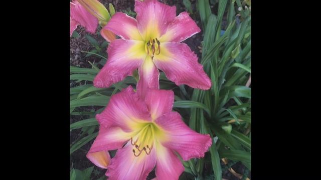 Видеообзор цветка лилейника Неон Фламинго в саду Neon Flamingo смотреть онлайн