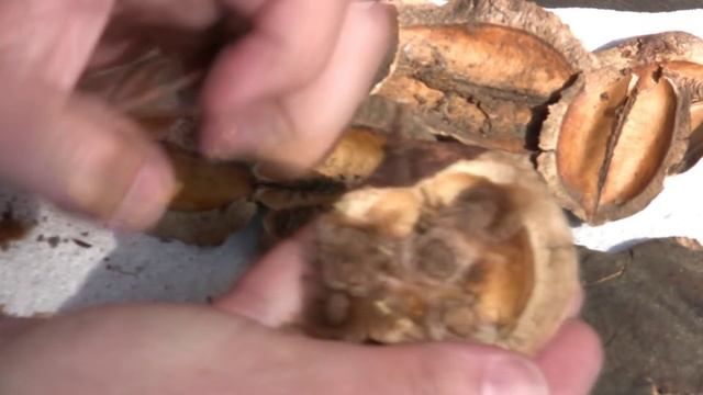 How To Grow Jacaranda Trees From Seeds смотреть онлайн