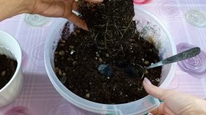 2 часть?ФИЛОДЕНДРОНЫ?Новичок?Обзор?Пересадка?Грунт?Розовая Принцесса?Принц Оранж?Бурле Макс?Медуза
