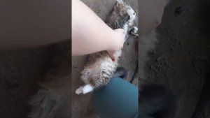 Как львенок котенок ))) Мой милый котик! Смешной котенок!
