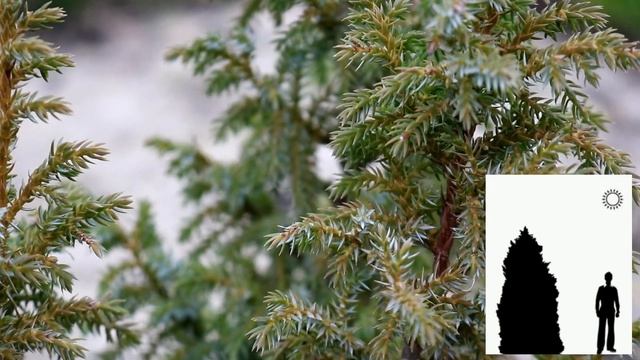 МОЖЖЕВЕЛЬНИК ЧЕШУЙЧАТЫЙ ЛОДЕРИ "LODERI" смотреть онлайн